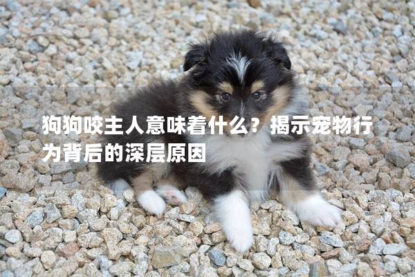 狗狗咬主人意味著什么？揭示寵物行為背后的深層原因