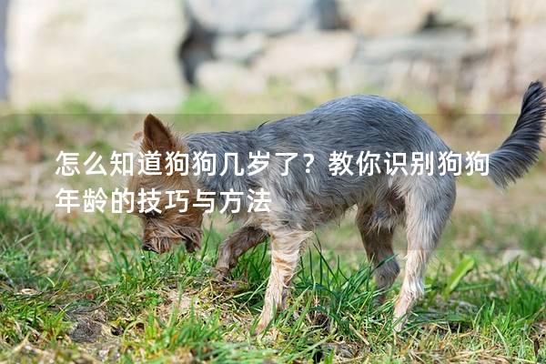 怎么知道狗狗幾歲了？教你識別狗狗年齡的技巧與方法