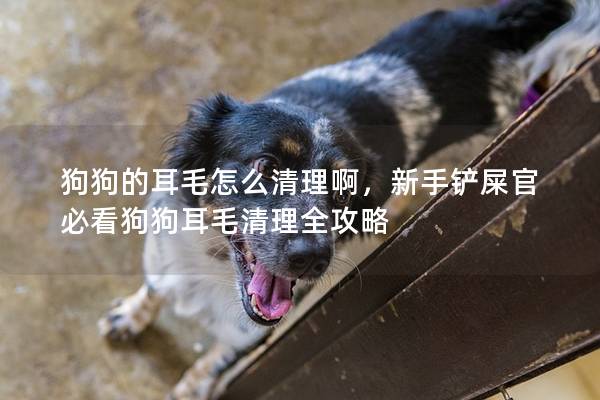 狗狗的耳毛怎么清理啊，新手鏟屎官必看狗狗耳毛清理全攻略