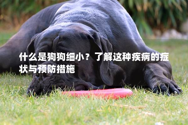 什么是狗狗細小？了解這種疾病的癥狀與預防措施