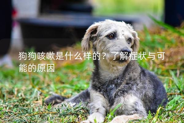 狗狗咳嗽是什么樣的？了解癥狀與可能的原因