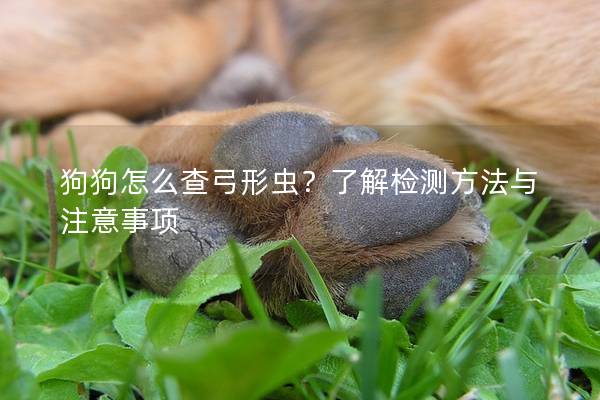 狗狗怎么查弓形蟲？了解檢測方法與注意事項