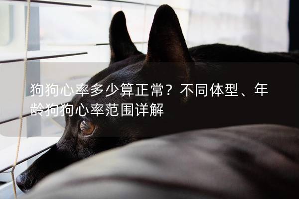 狗狗心率多少算正常？不同體型、年齡狗狗心率范圍詳解