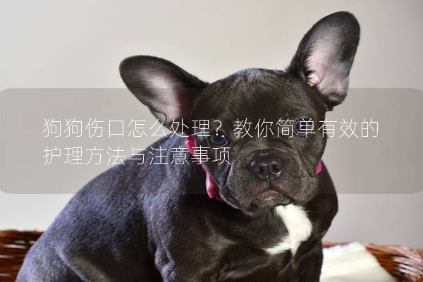 狗狗傷口怎么處理？教你簡單有效的護理方法與注意事項