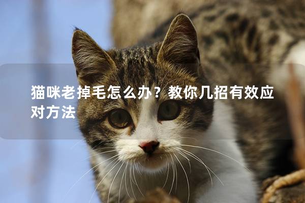 貓咪老掉毛怎么辦？教你幾招有效應對方法