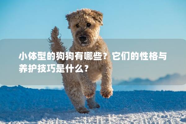 小體型的狗狗有哪些？它們的性格與養護技巧是什么？