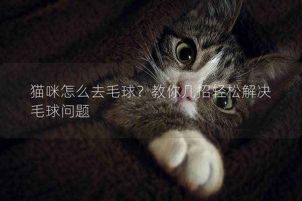 貓咪怎么去毛球？教你幾招輕松解決毛球問題