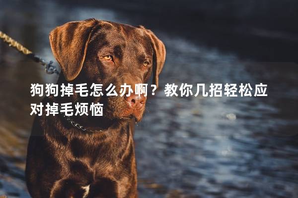 狗狗掉毛怎么辦啊？教你幾招輕松應對掉毛煩惱