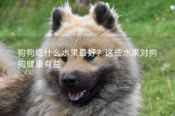 狗狗吃什么水果最好?這些水果對(duì)狗狗健康有益 狗狗吃什么水果最好?這些水果對(duì)狗狗健康有益