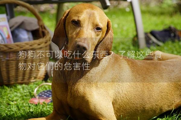 狗狗不可以吃什么東西？了解這些食物對(duì)它們的危害性