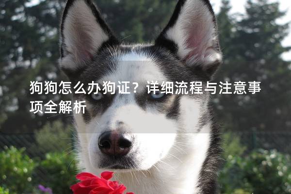 狗狗怎么辦狗證？詳細(xì)流程與注意事項全解析