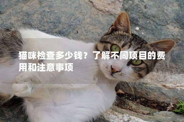 貓咪檢查多少錢？了解不同項目的費用和注意事項