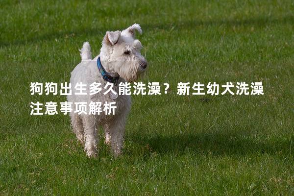 狗狗出生多久能洗澡?新生幼犬洗澡注意事項解析 狗狗出生多久能洗澡?新生幼犬洗澡注意事項解析