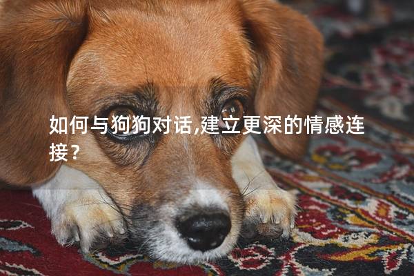 如何與狗狗對(duì)話,建立更深的情感連接？