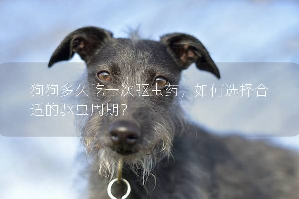 狗狗多久吃一次驅(qū)蟲藥，如何選擇合適的驅(qū)蟲周期？