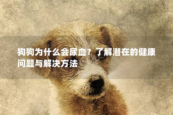 狗狗為什么會尿血？了解潛在的健康問題與解決方法