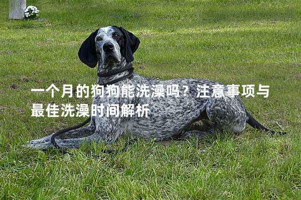 一個(gè)月的狗狗能洗澡嗎？注意事項(xiàng)與最佳洗澡時(shí)間解析