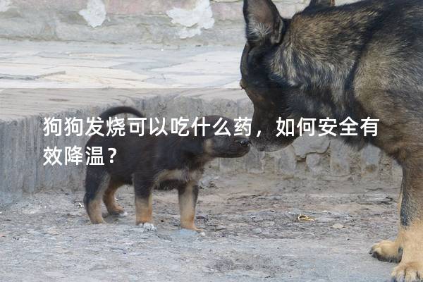 狗狗發(fā)燒可以吃什么藥，如何安全有效降溫？