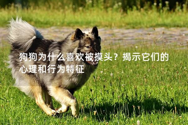 狗狗為什么喜歡被摸頭？揭示它們的心理和行為特征