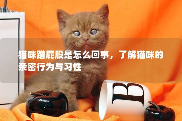 貓咪蹭屁股是怎么回事，了解貓咪的親密行為與習性