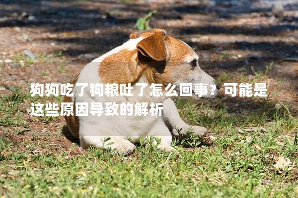 狗狗吃了狗糧吐了怎么回事？可能是這些原因導致的解析