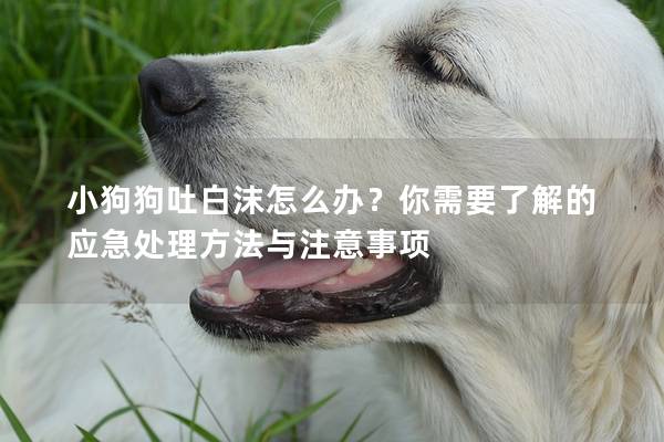 小狗狗吐白沫怎么辦？你需要了解的應急處理方法與注意事項