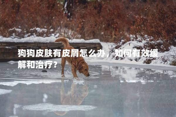 狗狗皮膚有皮屑怎么辦，如何有效緩解和治療？
