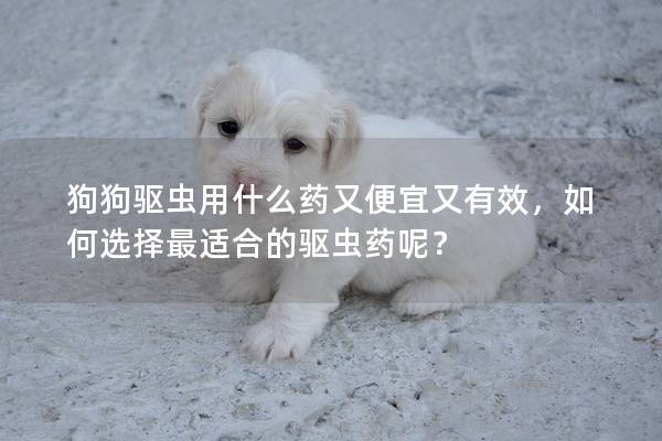 狗狗驅蟲用什么藥又便宜又有效，如何選擇最適合的驅蟲藥呢？