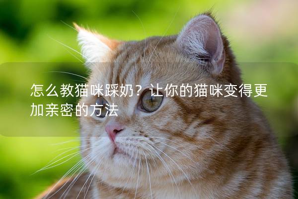 怎么教貓咪踩奶?讓你的貓咪變得更加親密的方法 怎么教貓咪踩奶?讓你的貓咪變得更加親密的方法