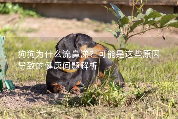 狗狗為什么流鼻涕？可能是這些原因?qū)е碌慕】祮栴}解析