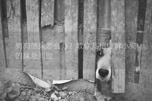 狗狗憋尿怎么辦？教你幾招緩解小狗的尿急問題