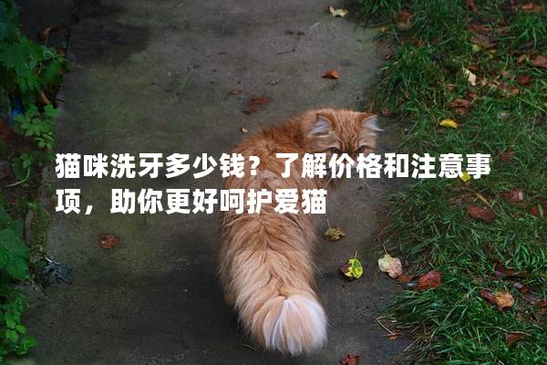 貓咪洗牙多少錢?了解價格和注意事項,助你更好呵護愛貓 貓咪洗牙多少錢?了解價格和注意事項,助你更好呵護愛貓