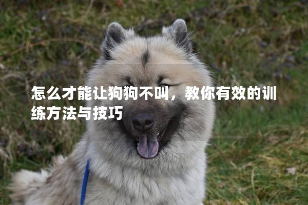 怎么才能讓狗狗不叫，教你有效的訓練方法與技巧