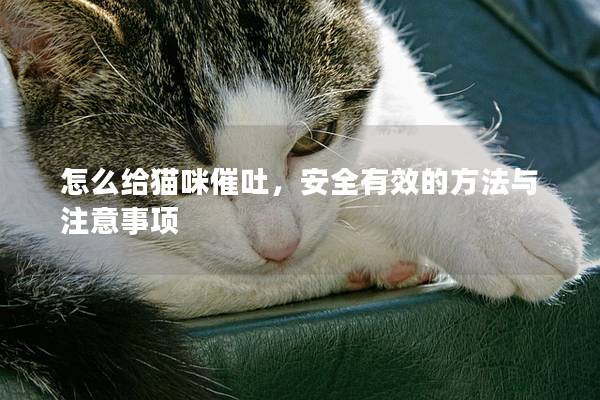怎么給貓咪催吐,安全有效的方法與注意事項 怎么給貓咪催吐,安全有效的方法與注意事項