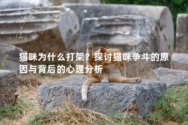 貓咪為什么打架？探討貓咪爭(zhēng)斗的原因與背后的心理分析