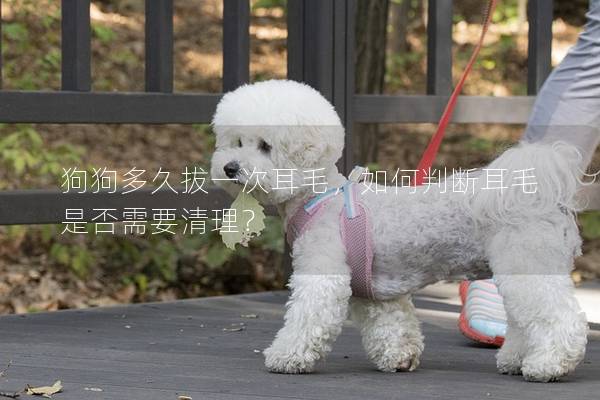 狗狗多久拔一次耳毛,如何判斷耳毛是否需要清理? 狗狗多久拔一次耳毛,如何判斷耳毛是否需要清理?