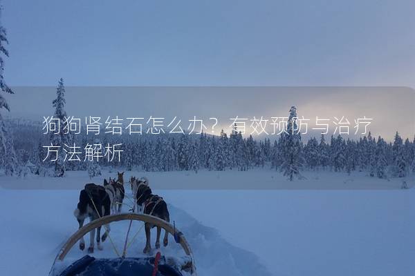 狗狗腎結石怎么辦？有效預防與治療方法解析