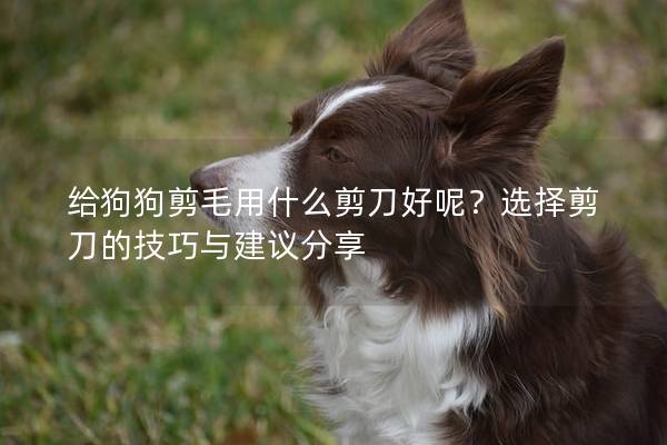 給狗狗剪毛用什么剪刀好呢？選擇剪刀的技巧與建議分享