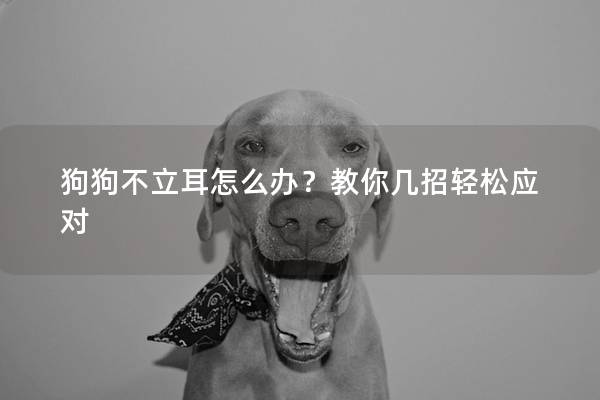 狗狗不立耳怎么辦?教你幾招輕松應對 狗狗不立耳怎么辦?教你幾招輕松應對