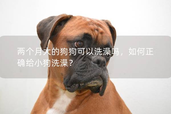 兩個月大的狗狗可以洗澡嗎，如何正確給小狗洗澡？