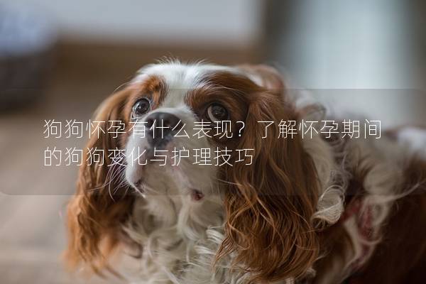 狗狗懷孕有什么表現？了解懷孕期間的狗狗變化與護理技巧
