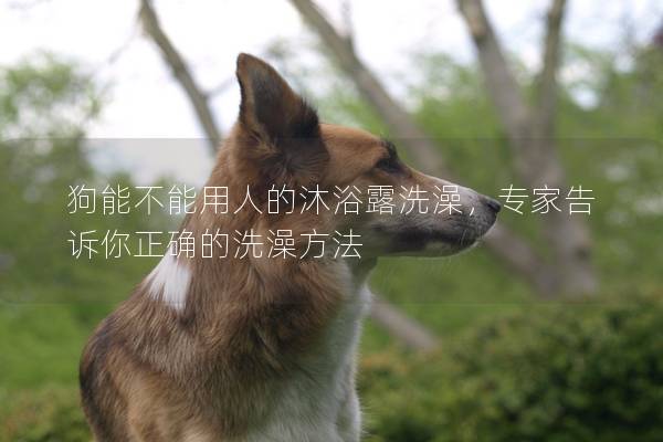 狗能不能用人的沐浴露洗澡，專家告訴你正確的洗澡方法