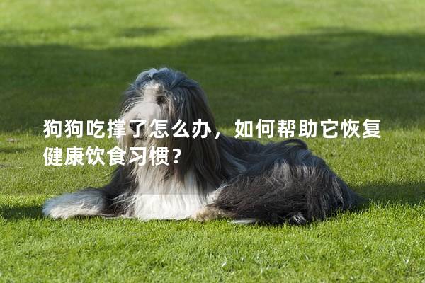 狗狗吃撐了怎么辦，如何幫助它恢復健康飲食習慣？