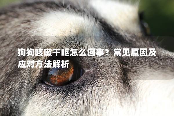 狗狗咳嗽干嘔怎么回事?常見原因及應(yīng)對方法解析 狗狗咳嗽干嘔怎么回事?常見原因及應(yīng)對方法解析
