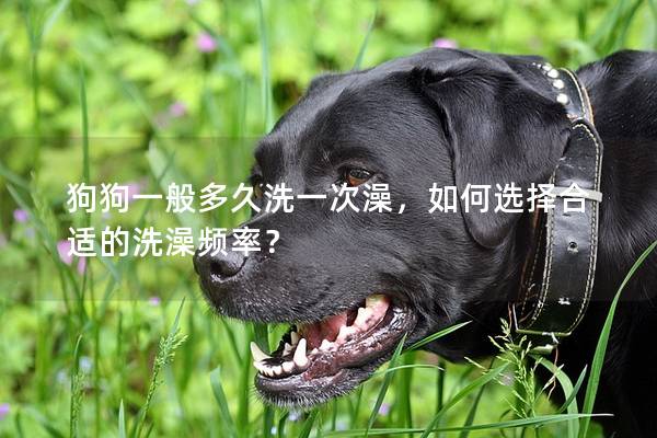 狗狗一般多久洗一次澡，如何選擇合適的洗澡頻率？