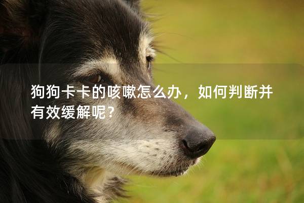 狗狗卡卡的咳嗽怎么辦,如何判斷并有效緩解呢? 狗狗卡卡的咳嗽怎么辦,如何判斷并有效緩解呢?