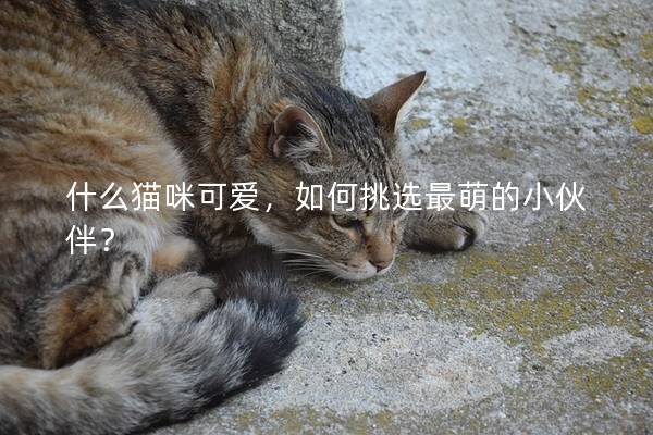 什么貓咪可愛，如何挑選最萌的小伙伴？