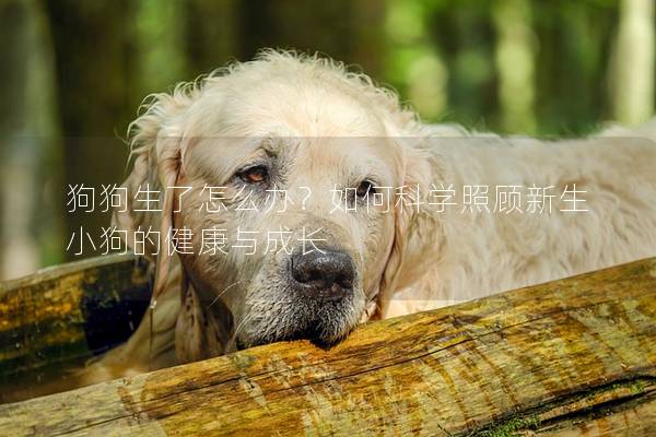 狗狗生了怎么辦?如何科學照顧新生小狗的健康與成長 狗狗生了怎么辦?如何科學照顧新生小狗的健康與成長