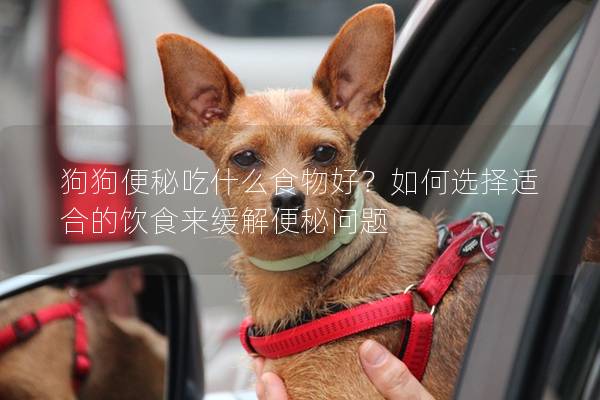 狗狗便秘吃什么食物好？如何選擇適合的飲食來緩解便秘問題