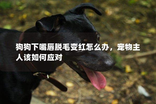 狗狗下嘴唇脫毛變紅怎么辦，寵物主人該如何應對